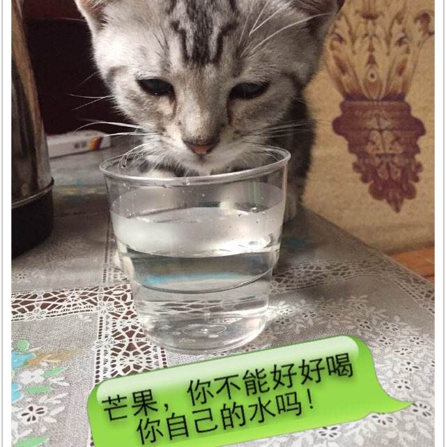 怎么做假西班牙居留证样本